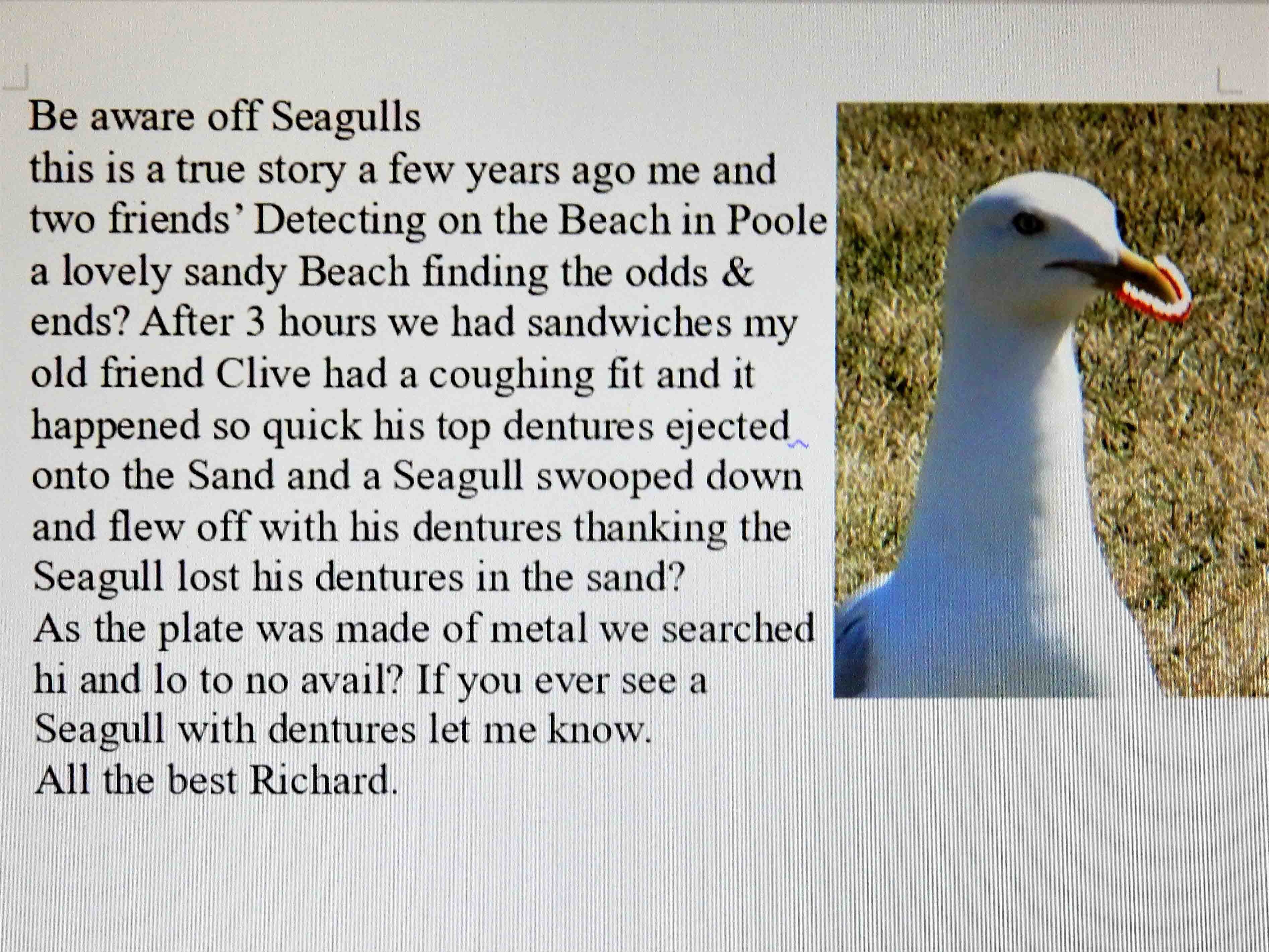 seagull